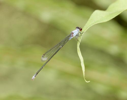 Pseudagrion pruinosum